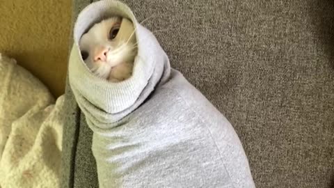 Cat Gets Stuck in Sweatshirt Sleeve