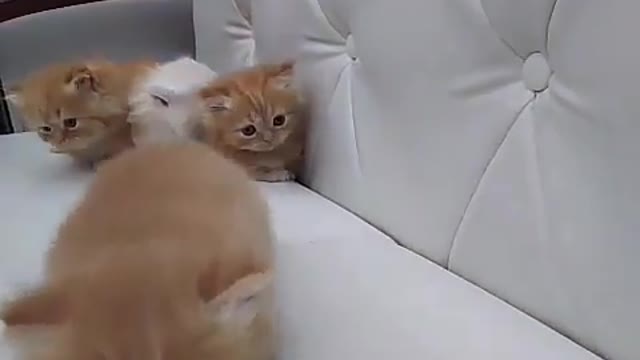 Aihao cat