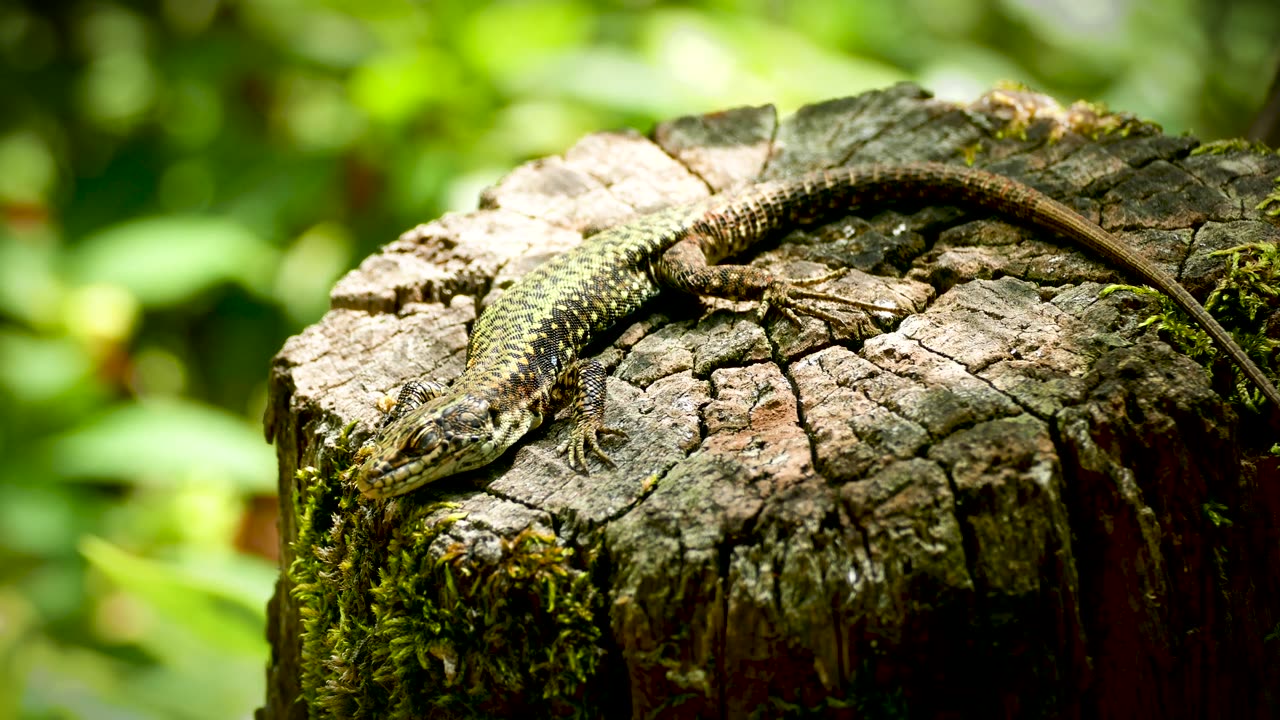 Shallow Focus of Iguana on Tree Stump ( 4k )