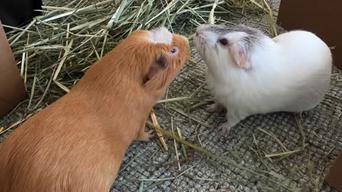 Best guinea pig noises of the wheek!