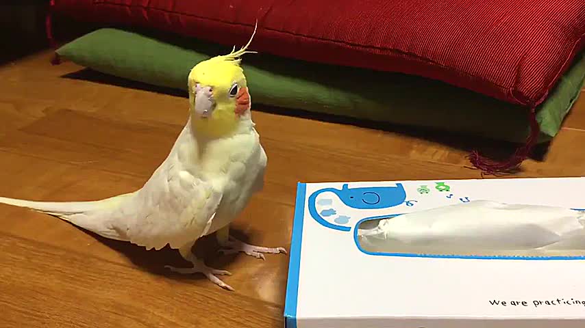 Cockatoo Sings Television Theme Song