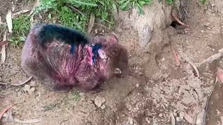 Wombat treatment