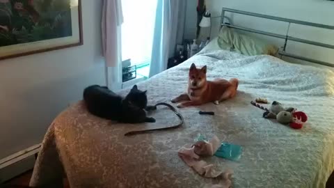 Cat vs shiba lnu ( boxing match)
