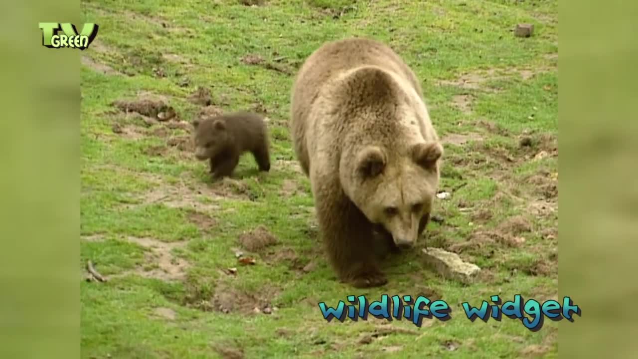 European Brown Bear & cubs - Europese Bruine Beer baby