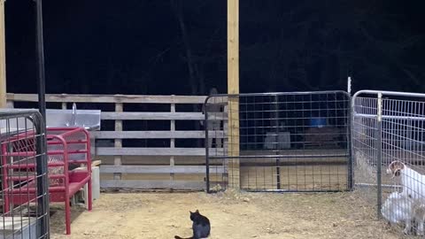 Dramatic Baby Goat Screams for Dad