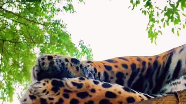 jaguar handsome