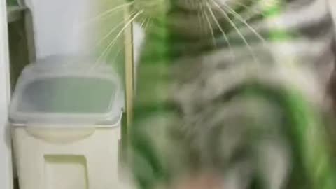 🐱 Immediately to dance 🎵