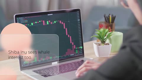 Crypto Whales Bought These Altcoins in the Third Week of November 2024