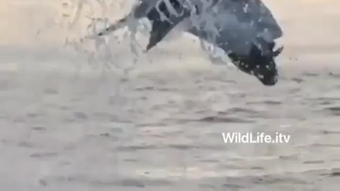 This is a beautiful and charming water-dwelling species