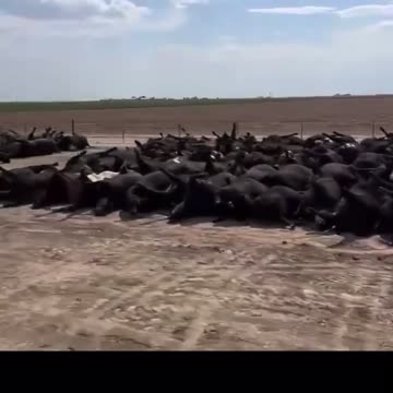 Cow Deaths per Ezra A Cohen