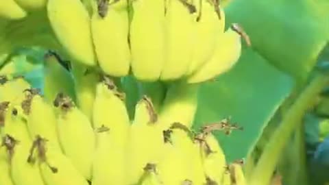 .Do Bananas Grow On Trees_ #shorts