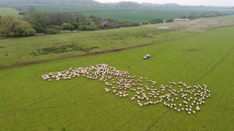 Drone Shows How Sheep are Herded