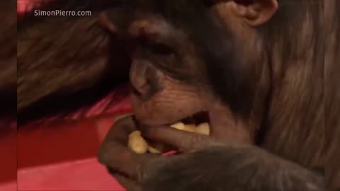 Funny Monkey in Zoo