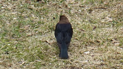 Cowbird