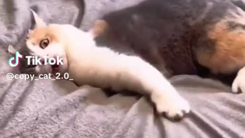 Fanny video