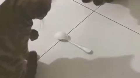 New funniest videos funny animal