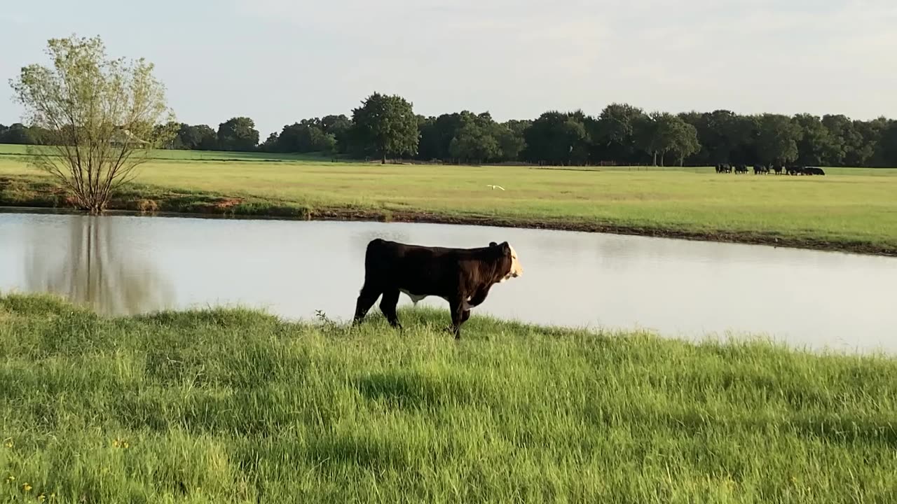 Black Herefords Are Beautiful