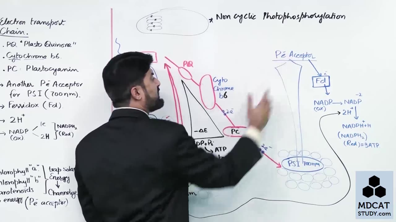 LEC#8 LIGHT REACTION