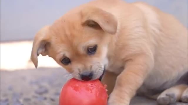 little cute puppy