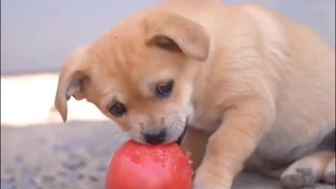 little cute puppy