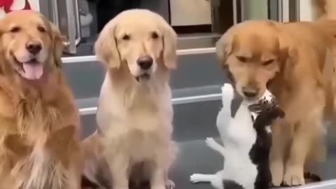 Funny animals video 😆🤣🤣🤣