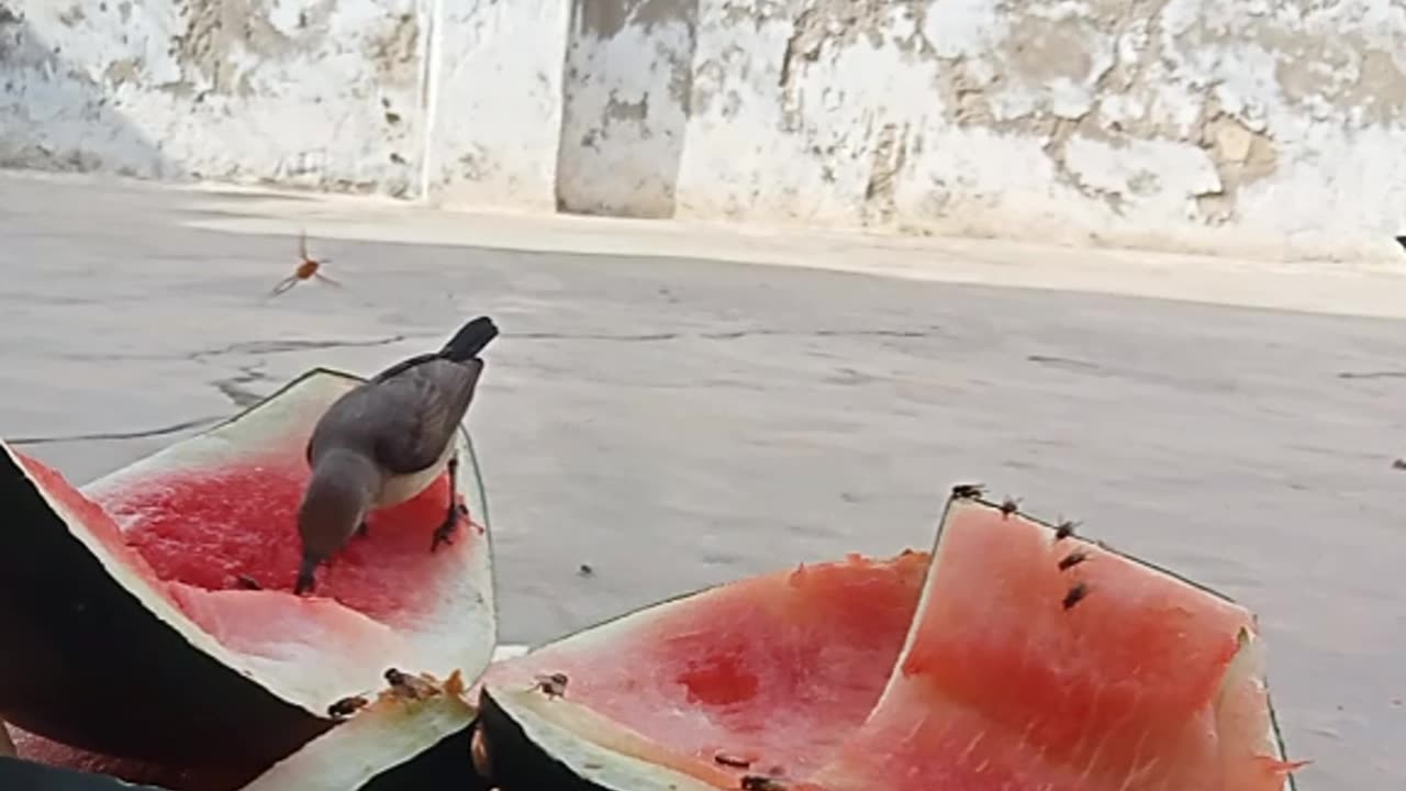 Small birds eating watermelon and drinking it's juice|