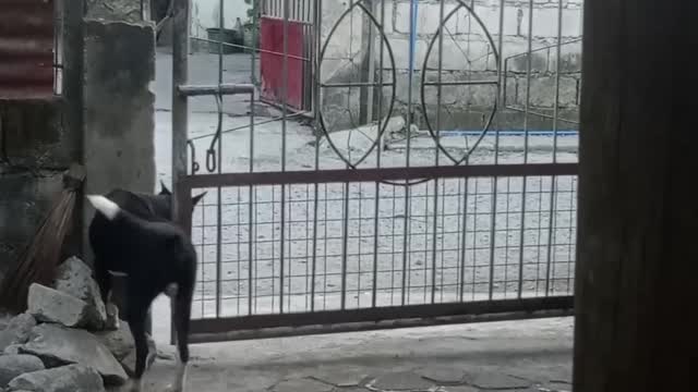 Clever Dog Gets Pack In and Out of Gate