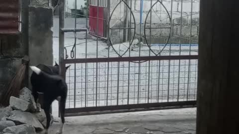 Clever Dog Gets Pack In and Out of Gate