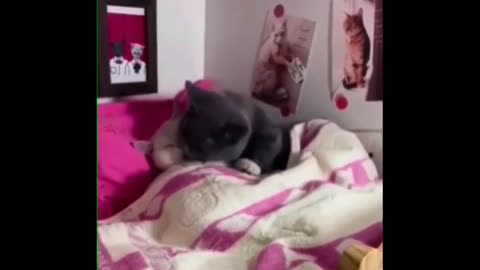 Cats in Love: Playful and Affectionate Moments