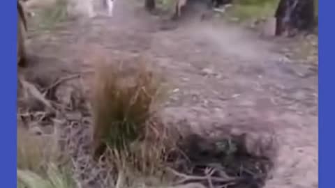 funny animal videos