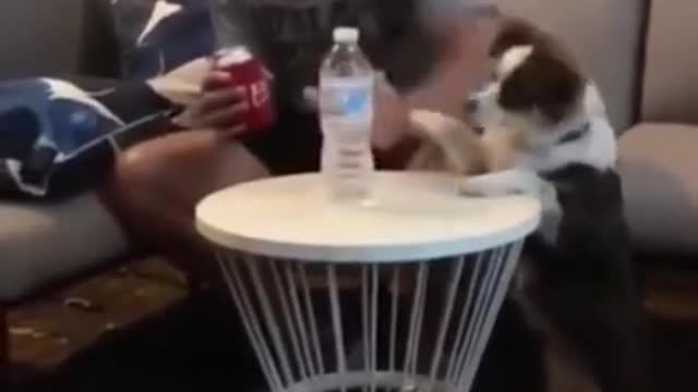 Funny Husky Speaking Videos 🐾🐾 - TRY NOT TO LAUGH!!!🤣🤣🤣