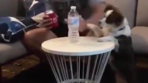 Funny Husky Speaking Videos 🐾🐾 - TRY NOT TO LAUGH!!!🤣🤣🤣
