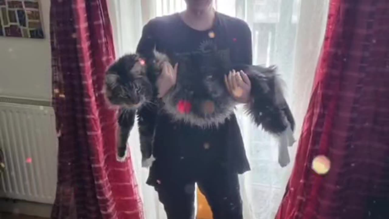 Just my cat