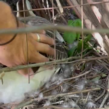 Gander Lays An Egg???