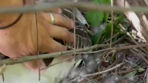 Gander Lays An Egg???