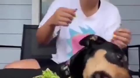 Woman Explains How Her Dog Is A ‘Vegetarian By Choice’