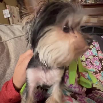 Adorable Yorkie Can't stop Shaking!