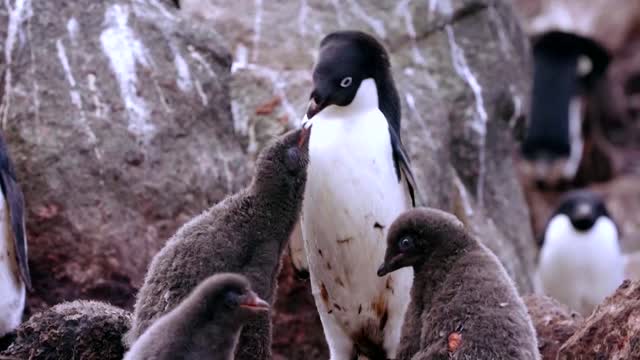 How krill fishery threatens Antarctic wildlife