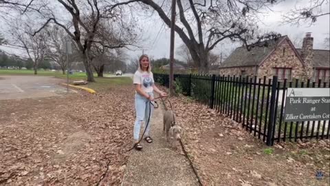 "SCOUT" 7 MO SILVER LAB PUPPY TRANSFORMATION! OUTSTANDING OBEDIENCE!