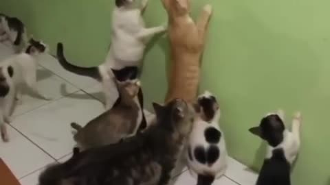 Funny cat video 😁