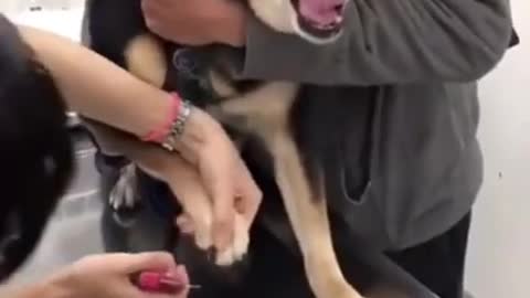 Dog Crying