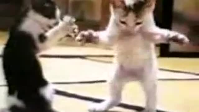 Funny Cat Video :)
