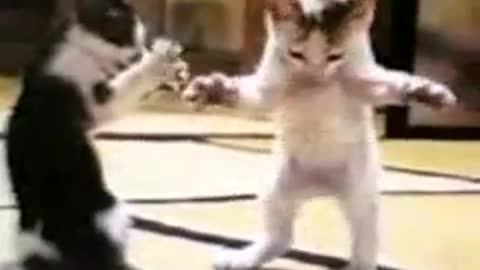 Funny Cat Video :)