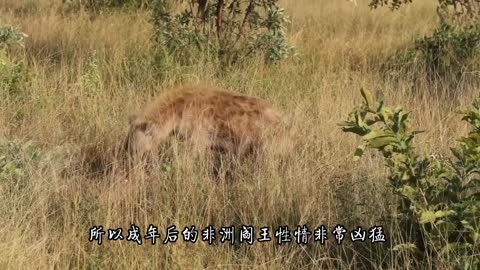 Nature is so cruel, the duiker was double attacked by pythons and hyenas,