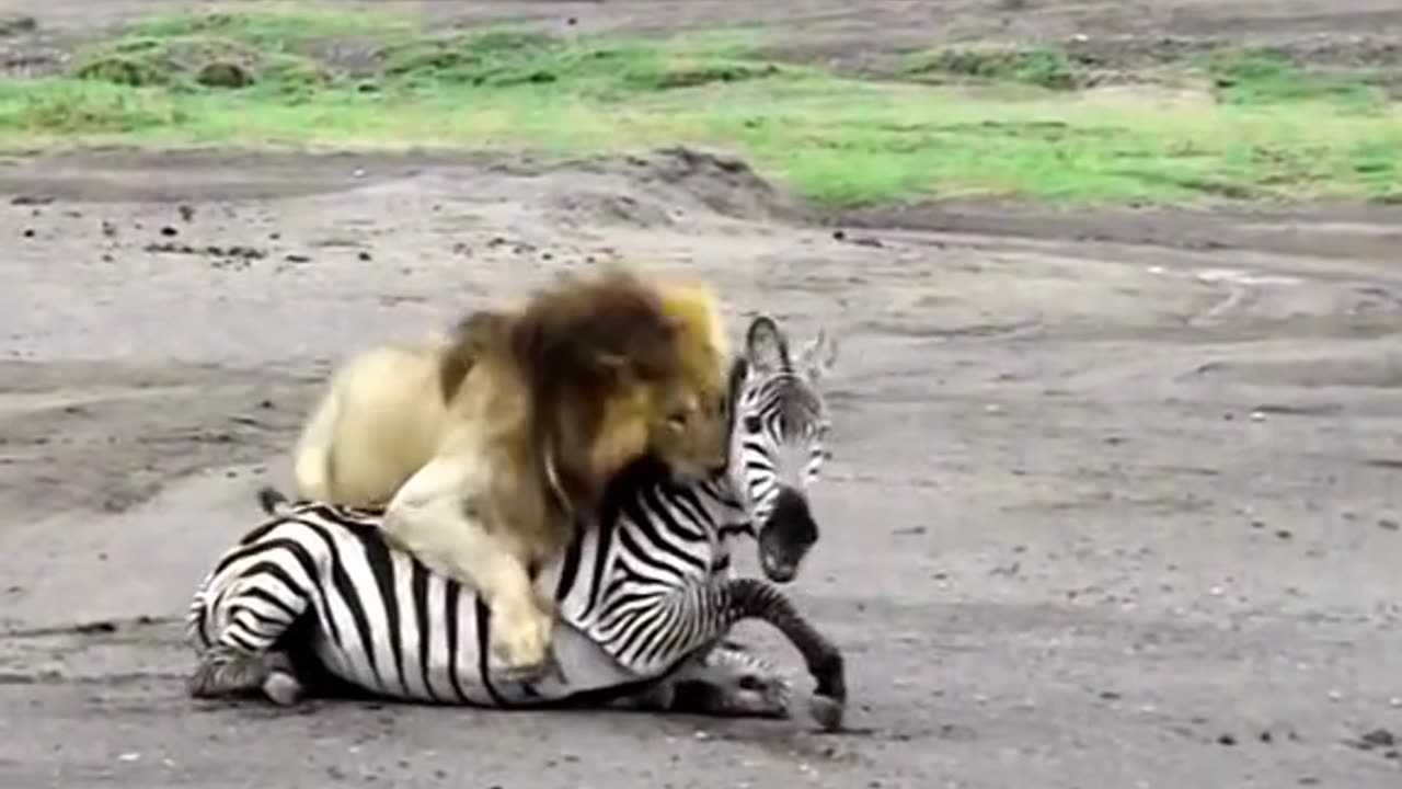 Lion attack on zebra 🦓 😳😲