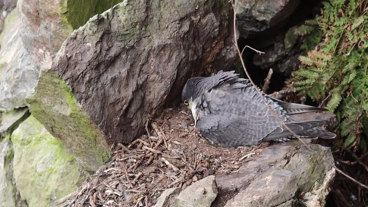 Peregrine Falcon Nesting 4k HQ