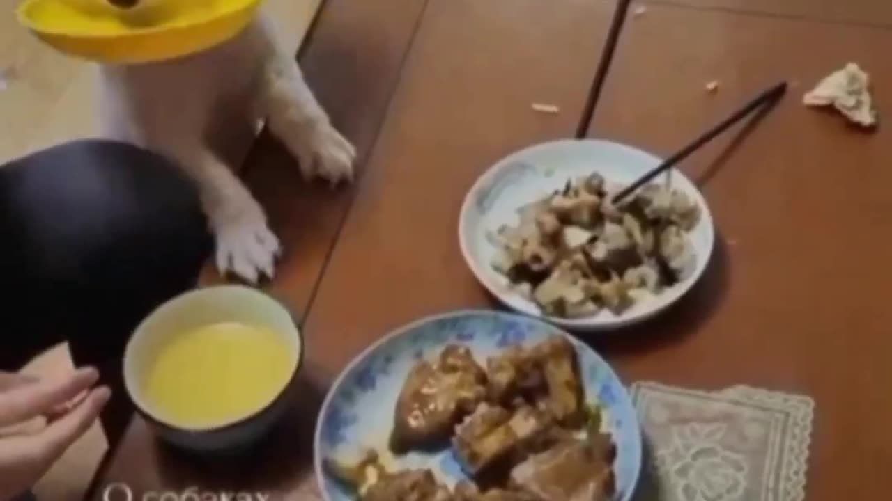 Cute puppy