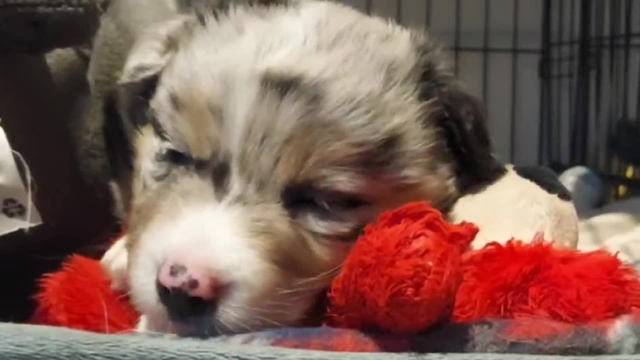 Almost 8 week old puppy: Sleepy