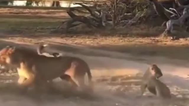 Tiger Falls Plain being bullied by dogs African wildlife protection Wild animals amazing mom