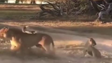 Tiger Falls Plain being bullied by dogs African wildlife protection Wild animals amazing mom